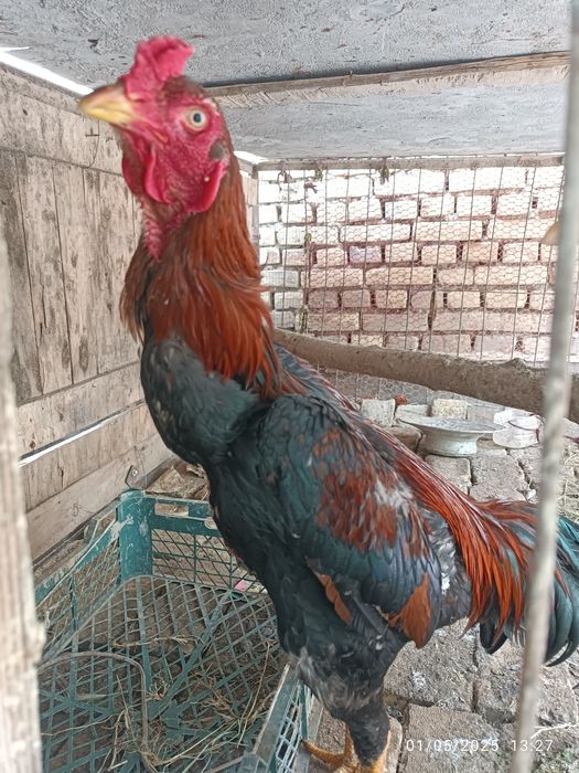 Dakan Xoʻroz Sotiladi