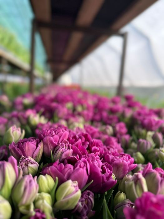 Тюльпаны Оптом и Розница