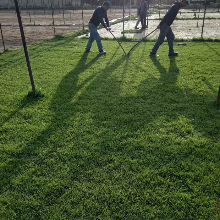 газоны рулонные жонсин