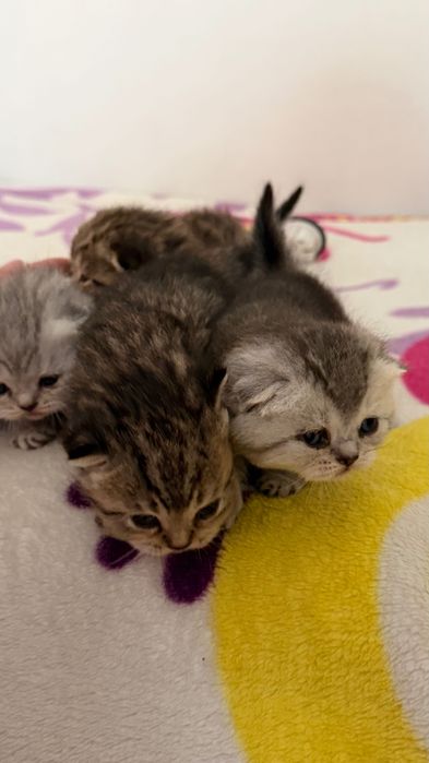 Продаётся котята