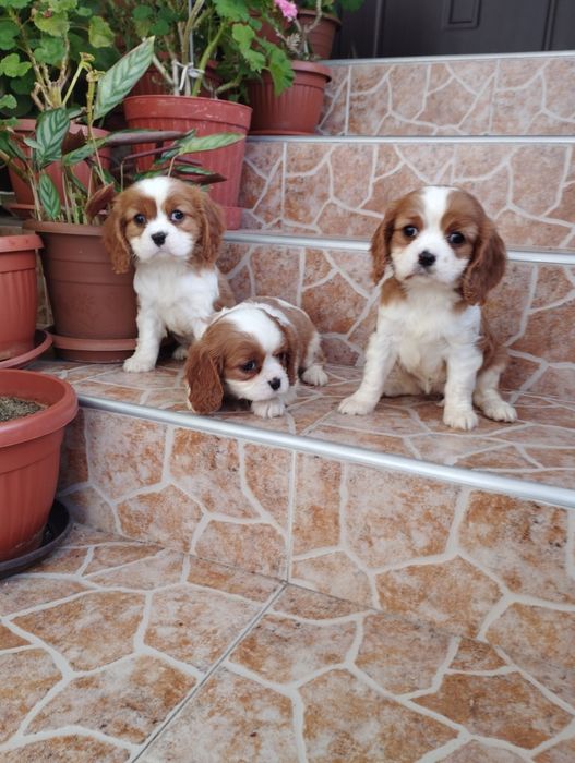 Кавалер Кинг Чарлз Шпаньол.