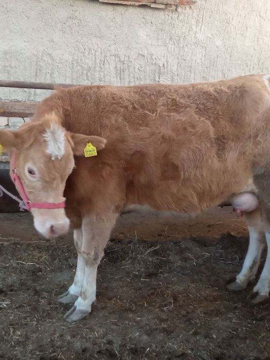 Zotli sigir va bola sotilaci