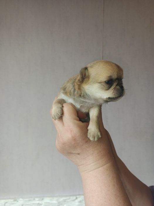 Мальчики и девочка чихуахуа