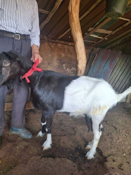 Căpriță de vânzare