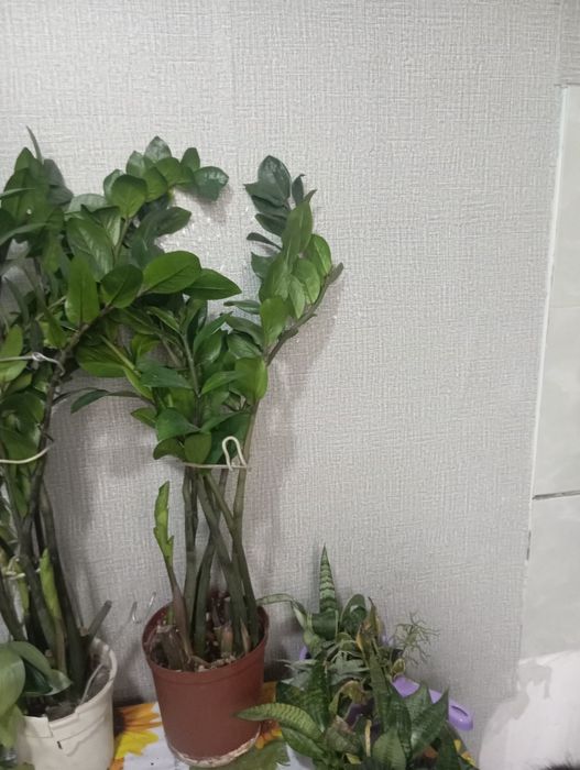 Продам комнатные цветы