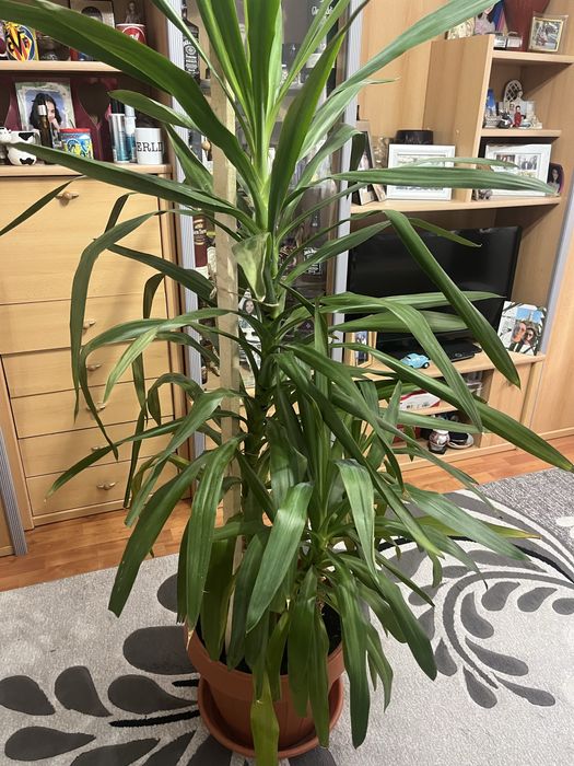 Planta Yuca de interior