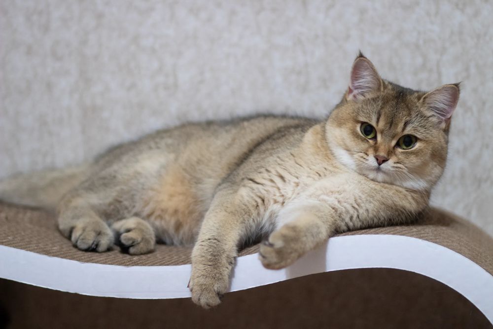 Британская шиншилла