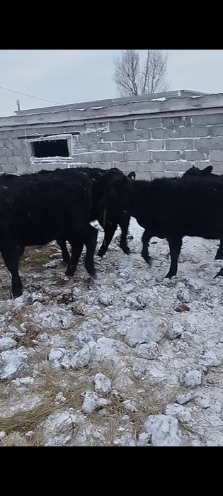 Продам тёлок Абердин Ангусы годовалые