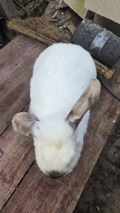 Vand iepuroaica belgiană