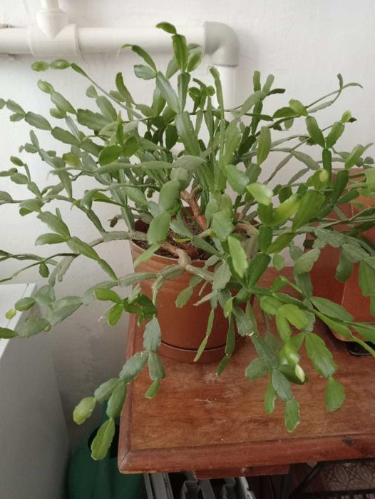 Домашние цветы Зачаганск