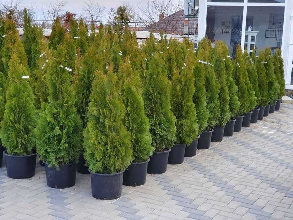 Plante decorative Tuia Smarald Columnaris
