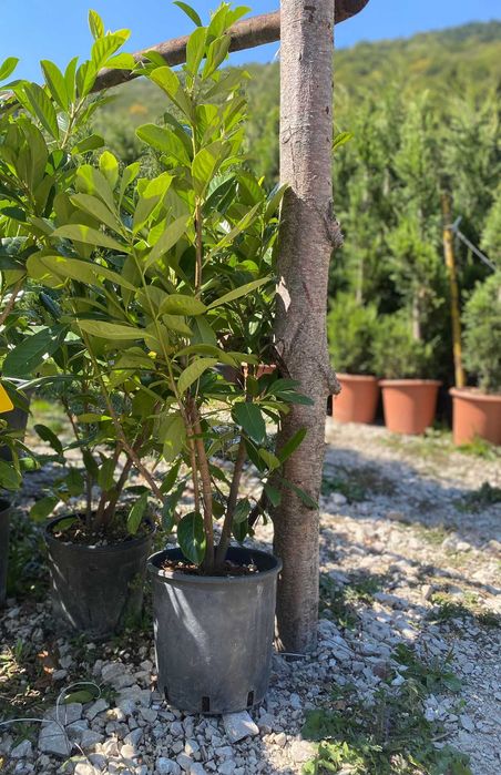 Plante de Lux pentru Curtea Ta – Prindere Garantată