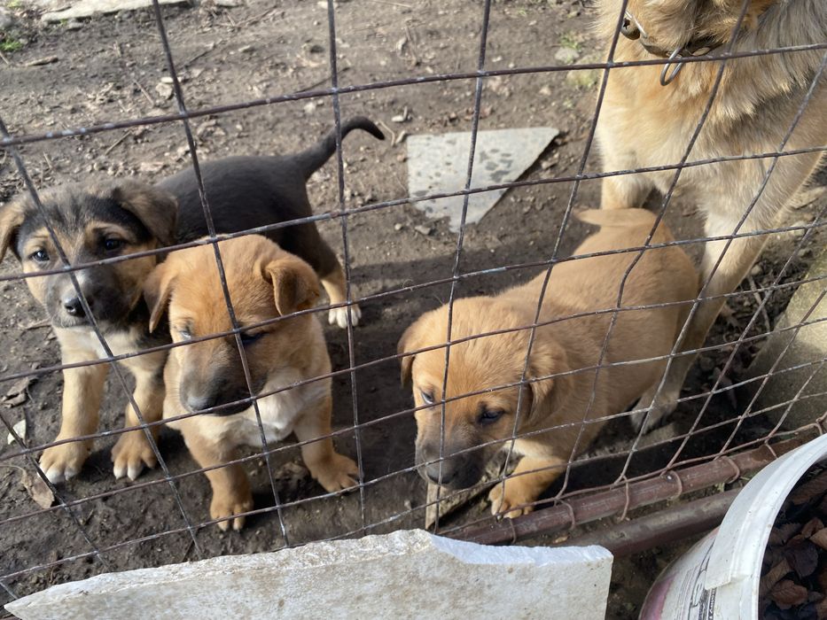 Подарявам кученца