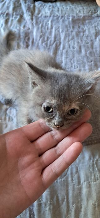 Отдам пушистых котят