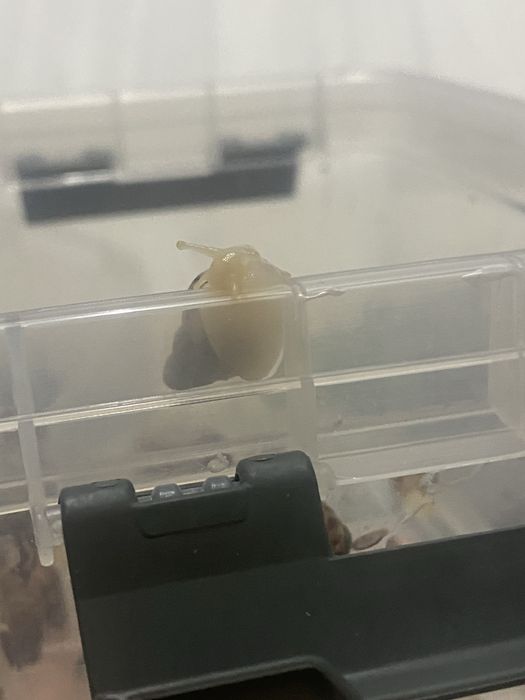 Улитки ахатины маленькие