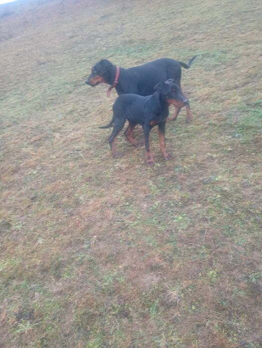 Vând doberman mascul de 6 luni de