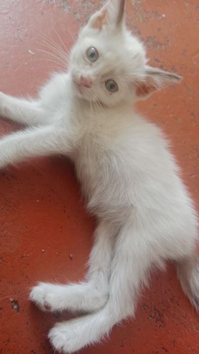 Parodali mushukchalar sotiladi! 5 ta, 1 tasi 200 ming so'mdan