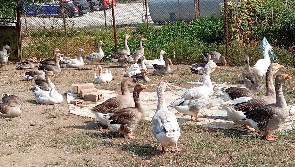Гъски и Неми патици