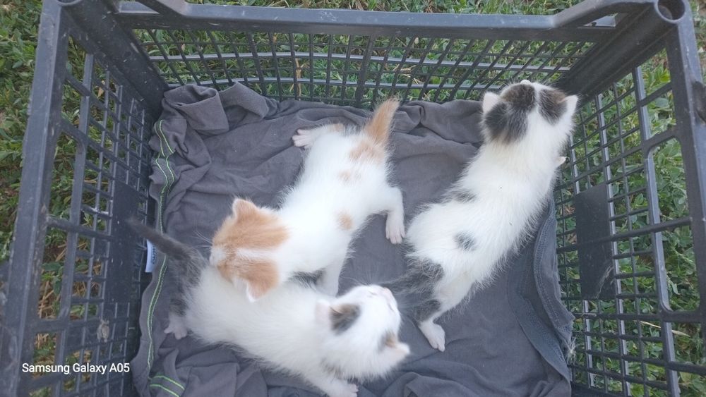 Donez mama pisica plus 3 puiuti