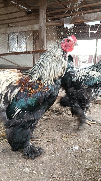 Петух Брама 10 месяцев