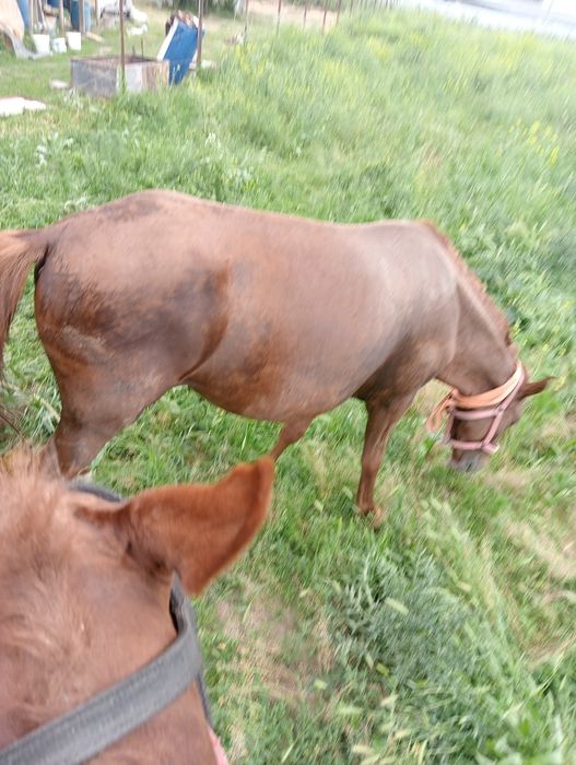 Продам кабылу бие сатам