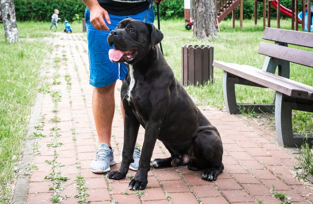 Mascul Cane Corso Italiano deosebit