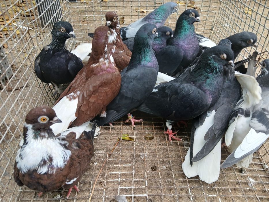 Codalb românesc de mare inalțime