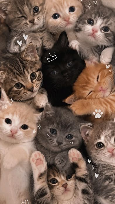Отдам котят в добрые руки — срочно!