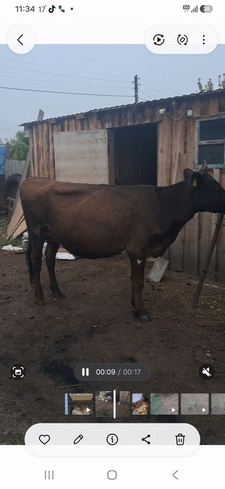 Продам дойную корову
