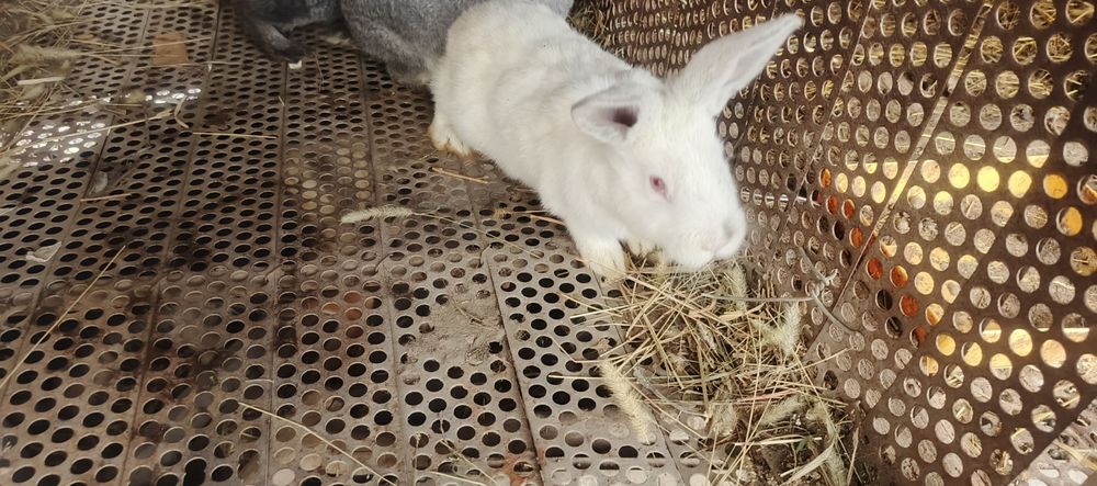 Кролики и крольчата