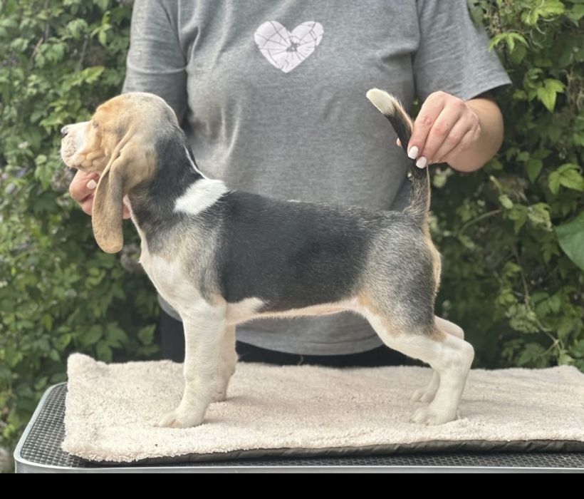 Щенок бигля, питомник, документы.