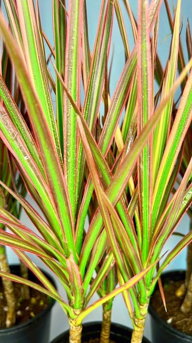 Драцена в одном кашпо 3 шт