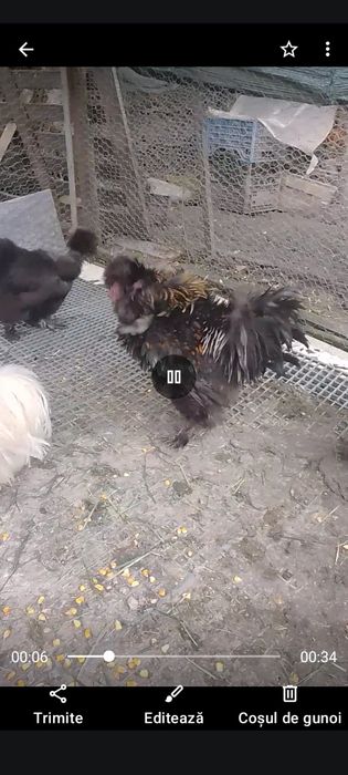 Mătase japoneza !