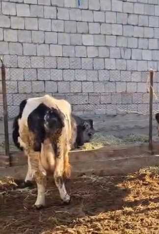 Токал сиыр сатыладды