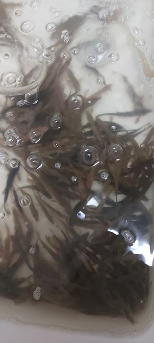 Живец УСАЧ до 14гр вес