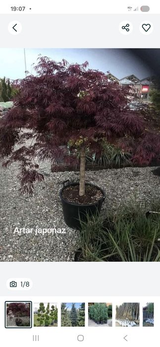 Thuia leilandi  prunus