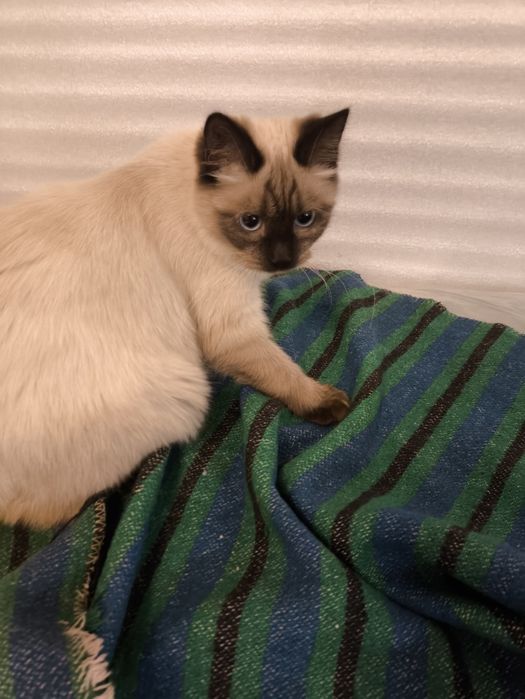 Отдам котят в хорошие руки