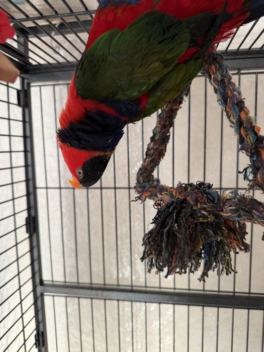 Продам попугая Лори  говорящий