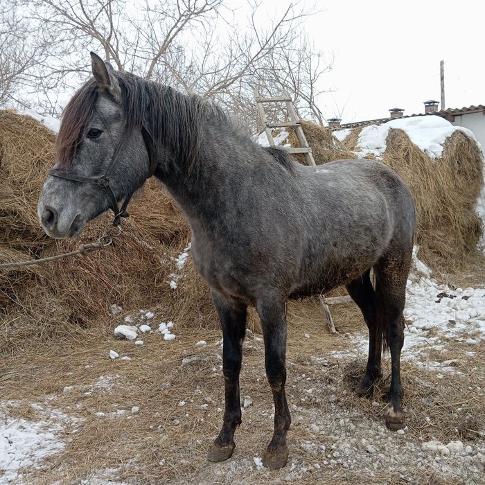 Ағылшын айғыры сатылады