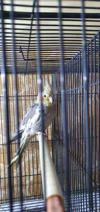 Попугай корелла .