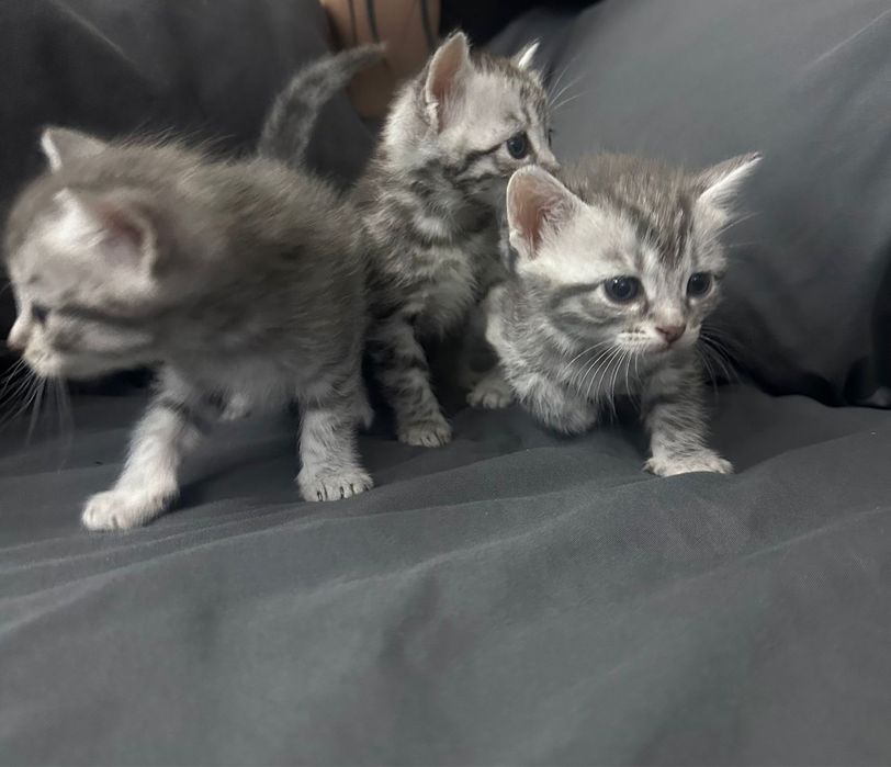 Отдадим котят в добрые руки