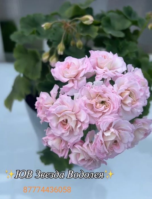 Сортовые пеларгонии