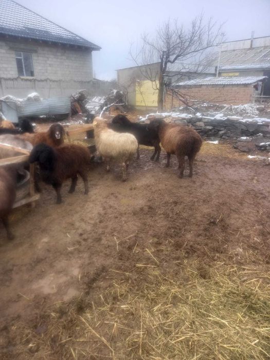 Семіз байлауда тұрған тоқтылар мен қойлар