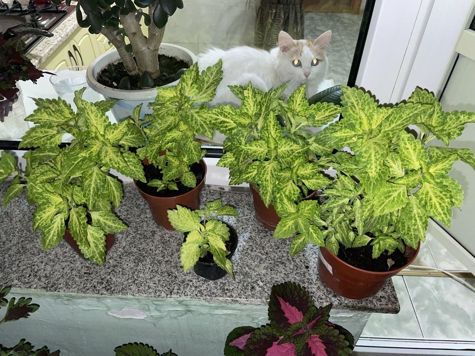 Продам декоративную крапиву