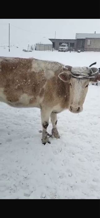 Бузаулы сиыр сатылады