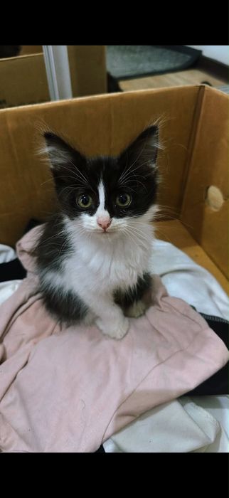 Отдам котят в добрые руки