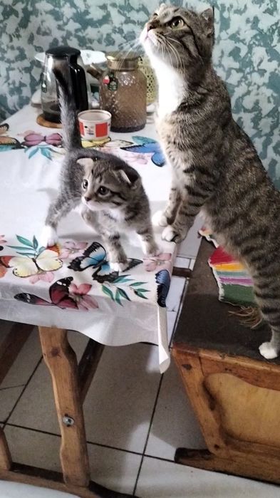 Продаются котята