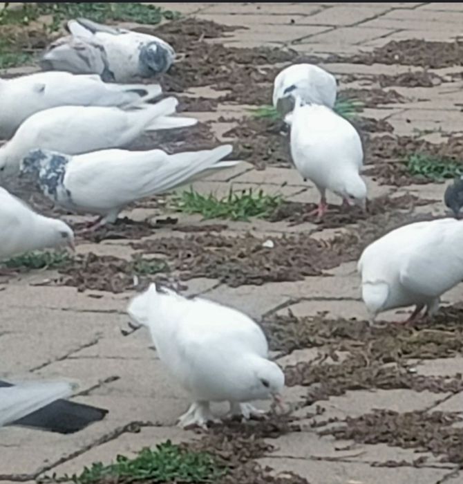 Продам голуби белые.