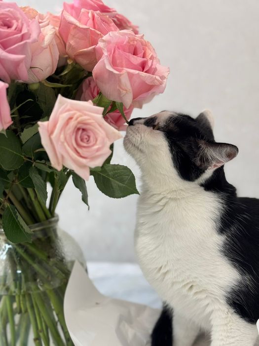 Отдам кошку в хорошие, добрые,заботливые руки.