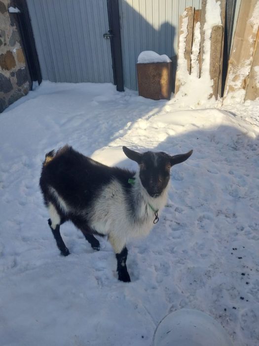 Продам Альпийского Козлика